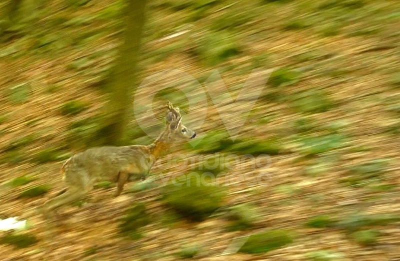 GRUGLIASCO - Liberati quattro giovani caprioli, curati dal Centro Animali Non Convenzionali