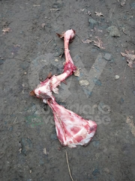 GIVOLETTO - Giallo in strada degli Anterei: animale scuoiato e chiuso in un sacco nero FOTO