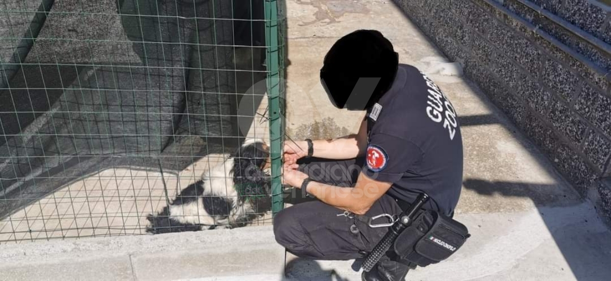 DRUENTO - Le guardie zoofile salvano un cane che viveva tra feci e immondizia - FOTO