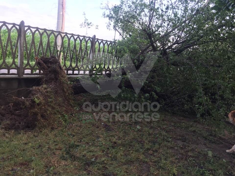 VENARIA-BORGARO-CASELLE-MAPPANO - Maltempo: tetti scoperchiati e alberi abbattuti
