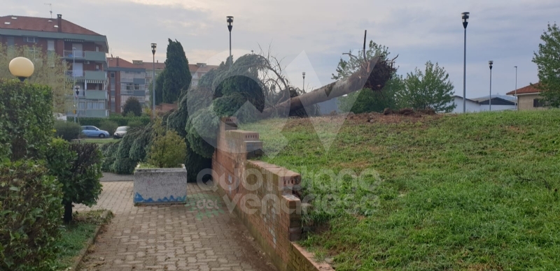 VENARIA-BORGARO-CASELLE-MAPPANO - Maltempo: tetti scoperchiati e alberi abbattuti