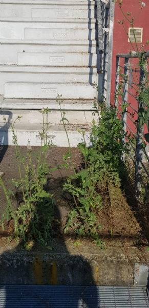 VENARIA - Muri pericolanti ed erba alta: degrado nel campo «naturale» del Don Mosso
