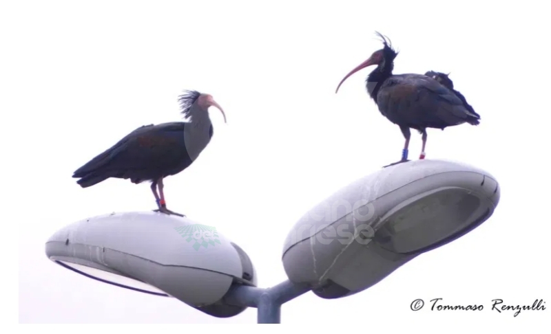 COLLEGNO - Esemplari di Ibis Eremita nell'area del Campo Volo e sui lampioni di viale Certosa