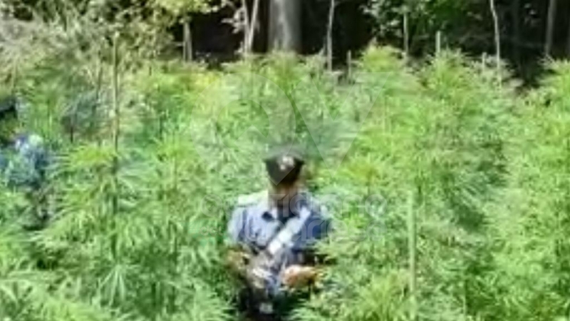 RIVOLI - In casa una serra per produrre cannabis "bio": tre rivolesi in manette FOTO E VIDEO