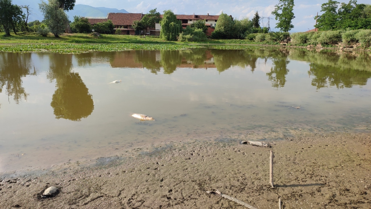 SHOCK A PIANEZZA - Tra incuria e siccità, quanti pesci morti nel lago Fontanej - FOTO