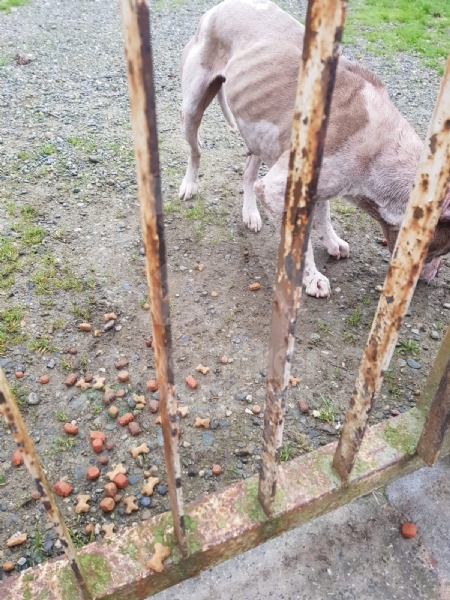 CASELLE - Abbandonati, senza cibo da venti giorni e feriti: salvati due cani