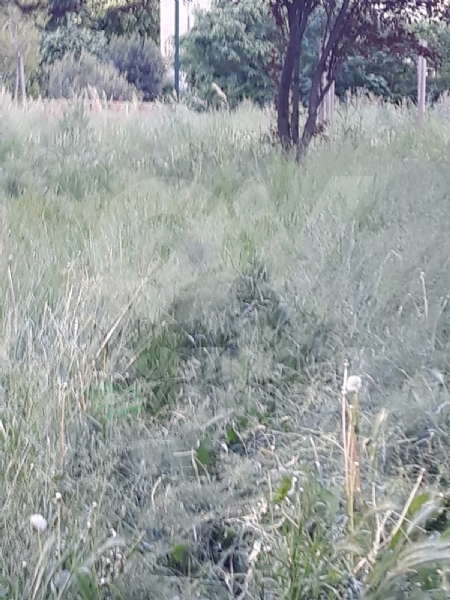VENARIA - Erba alta, scarsa illuminazione e una materna con problemi...