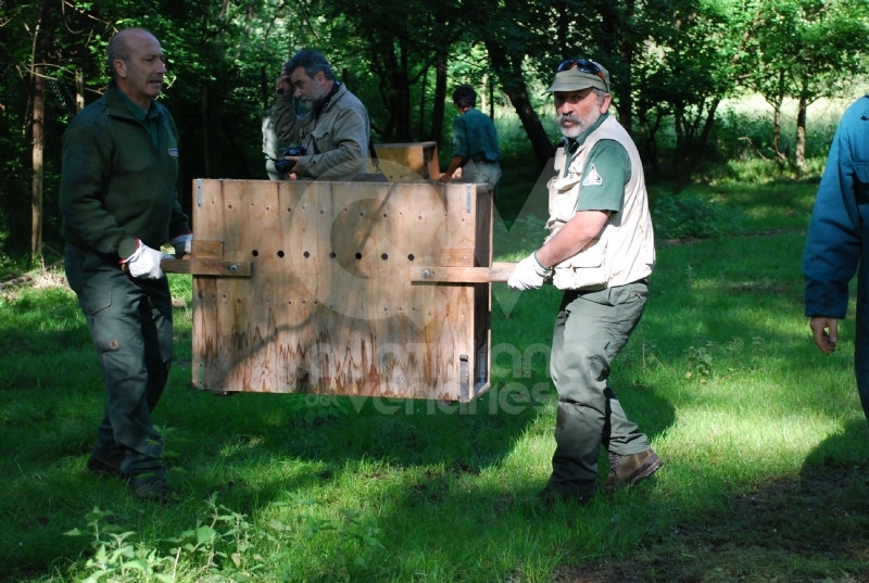 GRUGLIASCO - Liberati quattro giovani caprioli, curati dal Centro Animali Non Convenzionali
