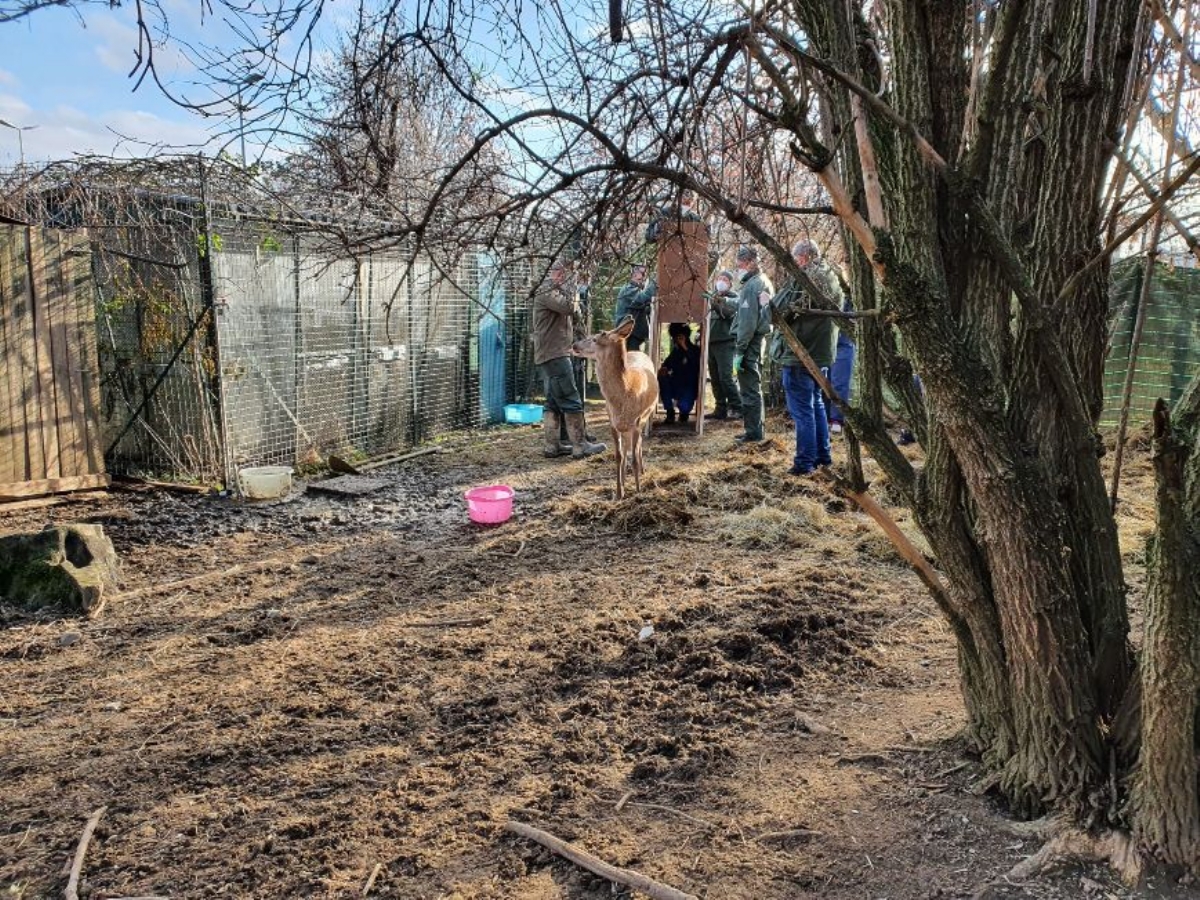 GRUGLIASCO - Salvati dal Canc tre giovani cervi e quattro caprioli - FOTO