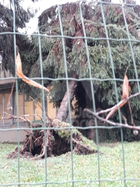 VENARIA - MALTEMPO: Parte la conta dei danni. Sopralluogo del sindaco in tutta la città