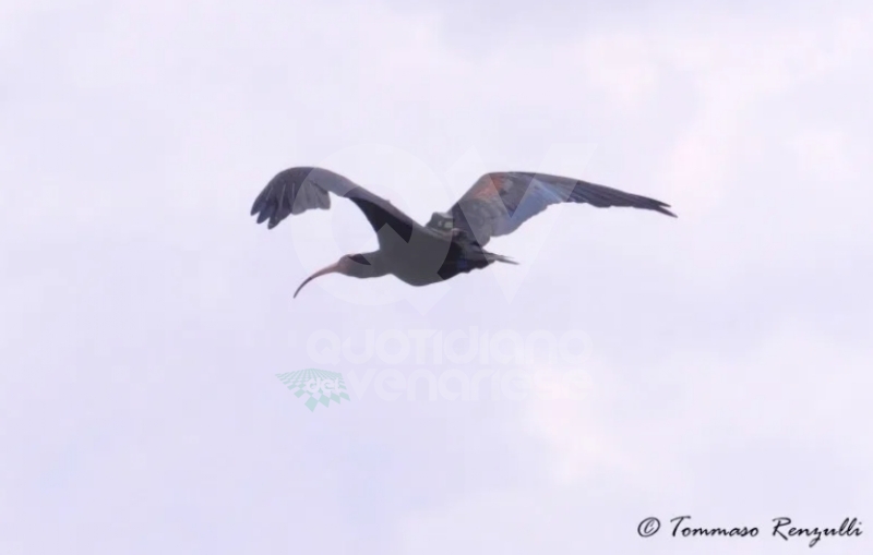 COLLEGNO - Esemplari di Ibis Eremita nell'area del Campo Volo e sui lampioni di viale Certosa