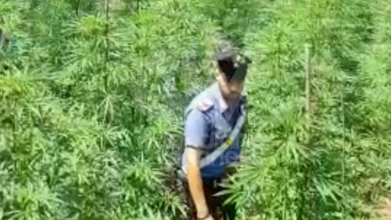 RIVOLI - In casa una serra per produrre cannabis "bio": tre rivolesi in manette FOTO E VIDEO