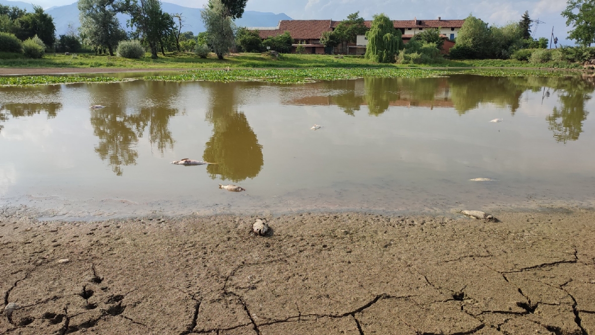 SHOCK A PIANEZZA - Tra incuria e siccità, quanti pesci morti nel lago Fontanej - FOTO