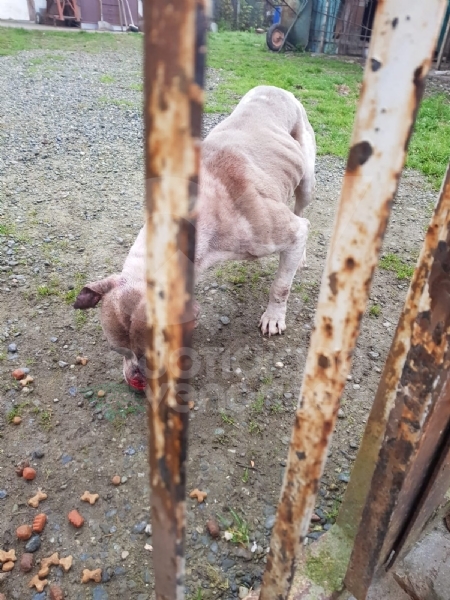 CASELLE - Abbandonati, senza cibo da venti giorni e feriti: salvati due cani