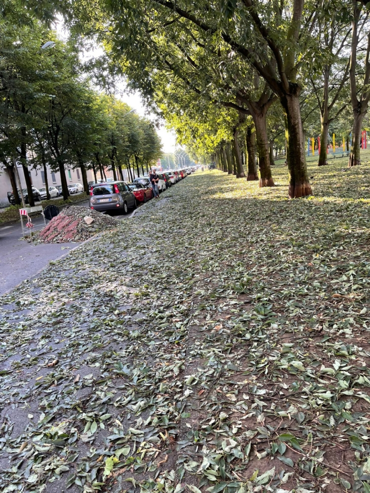 GRANDINATA A VENARIA - Danneggiata la De Amicis, caduti decine di alberi, auto rovinate. Giulivi: «Chiederemo la calamità naturale» - FOTO