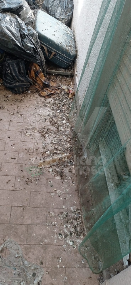 DRUENTO - Le guardie zoofile salvano un cane che viveva tra feci e immondizia - FOTO