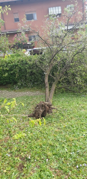 VENARIA-BORGARO-CASELLE-MAPPANO - Maltempo: tetti scoperchiati e alberi abbattuti