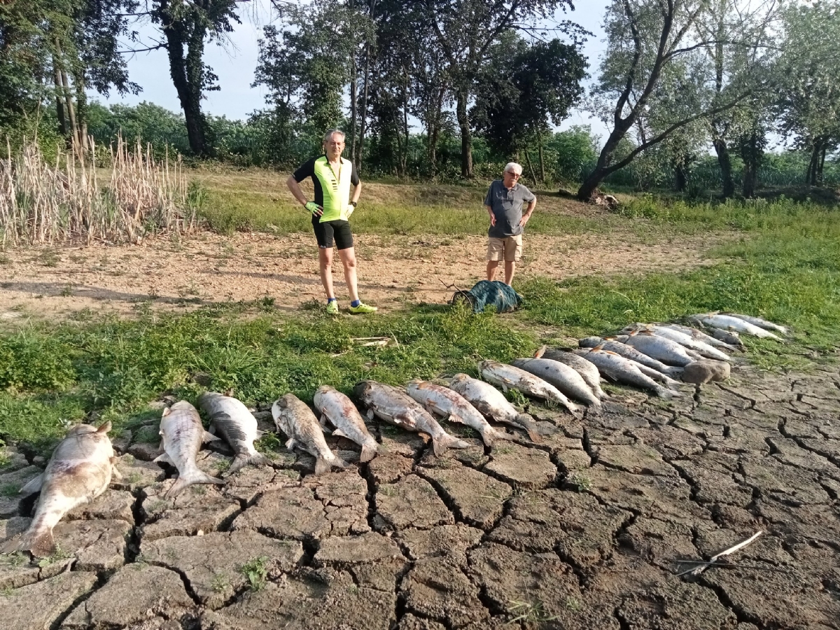 SHOCK A PIANEZZA - Tra incuria e siccità, quanti pesci morti nel lago Fontanej - FOTO