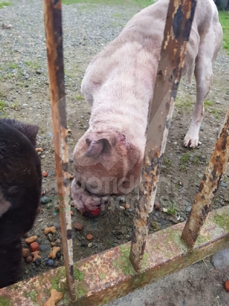 CASELLE - Abbandonati, senza cibo da venti giorni e feriti: salvati due cani