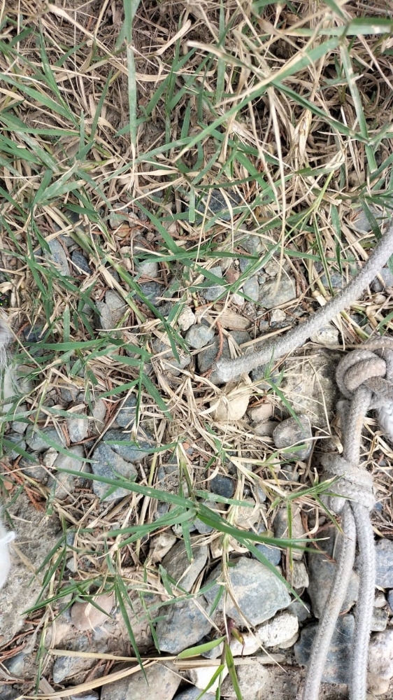 ORRORE A SAN GILLIO - Gattina uccisa e messa in un sacco nero: strangolata o impiccata? - FOTO