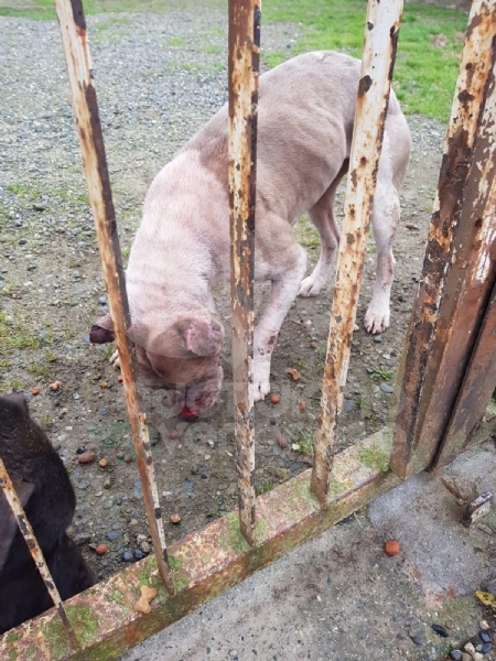 CASELLE - Abbandonati, senza cibo da venti giorni e feriti: salvati due cani