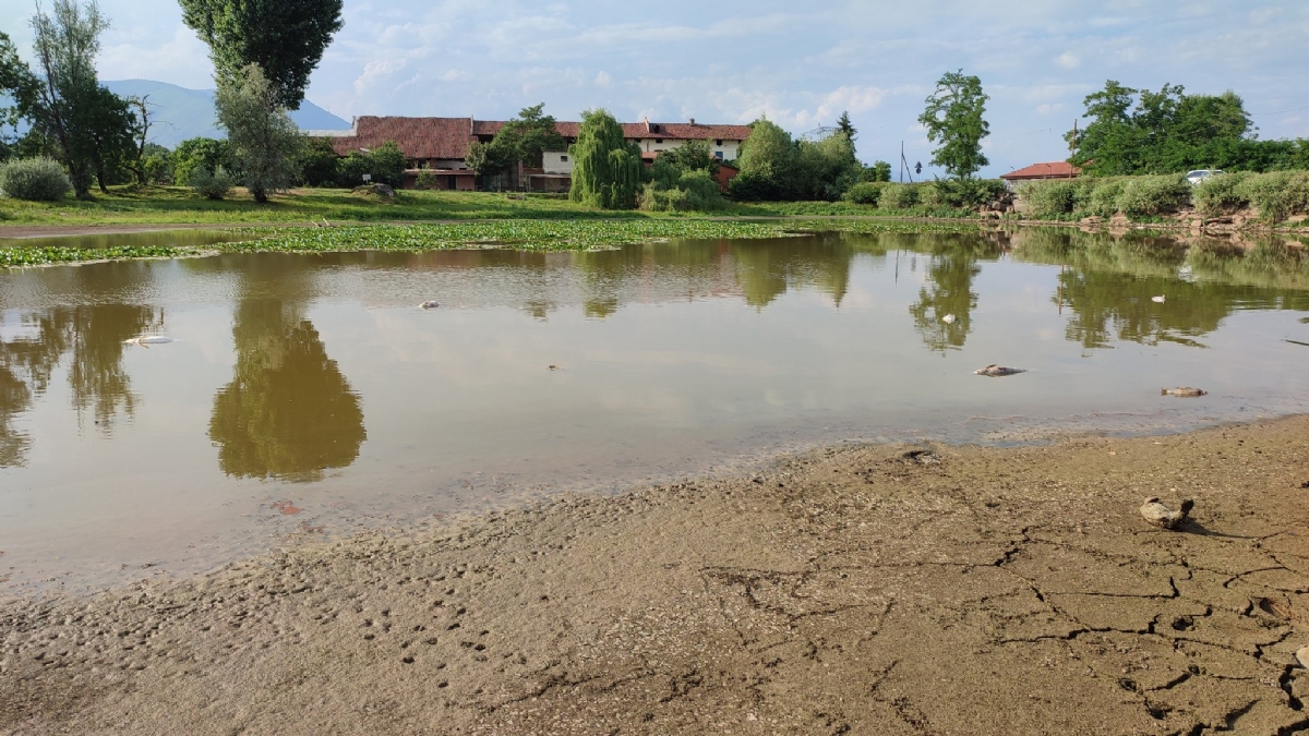 SHOCK A PIANEZZA - Tra incuria e siccità, quanti pesci morti nel lago Fontanej - FOTO