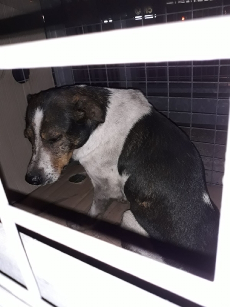 CASELLE - Tre cani incastrati in un tubo rischiano di morire: salvati dai vigili del fuoco - FOTO