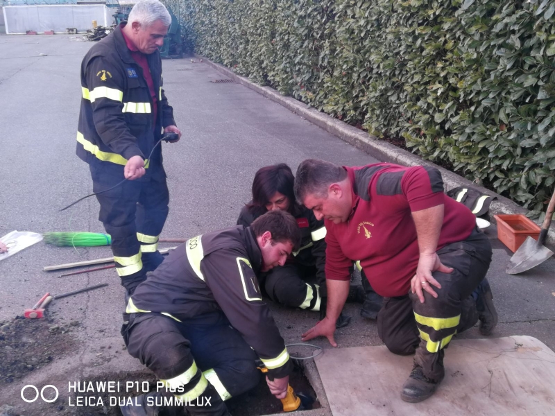 CASELLE - Tre cani incastrati in un tubo rischiano di morire: salvati dai vigili del fuoco - FOTO