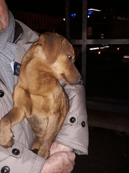 CASELLE - Tre cani incastrati in un tubo rischiano di morire: salvati dai vigili del fuoco - FOTO