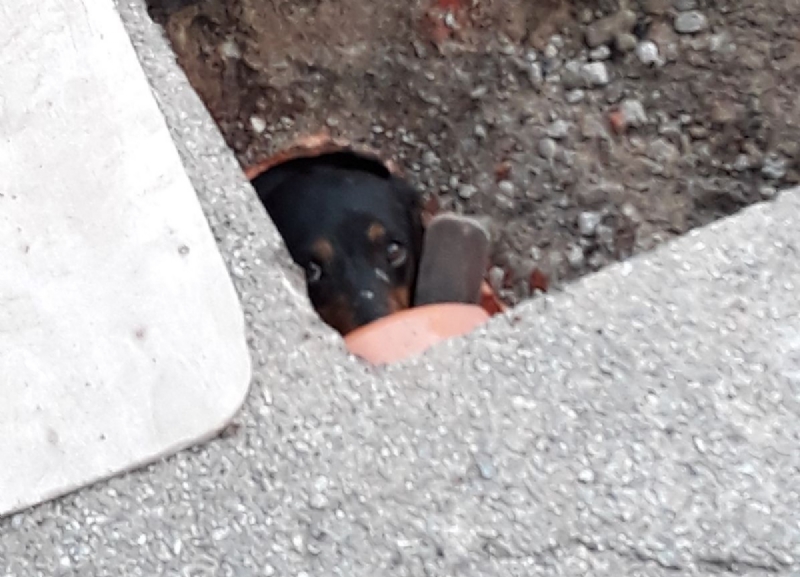 CASELLE - Tre cani incastrati in un tubo rischiano di morire: salvati dai vigili del fuoco - FOTO