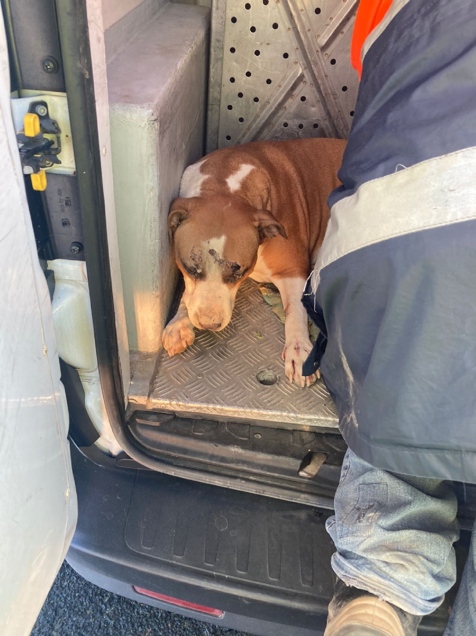 TANGENZIALE DI TORINO - Due cani salvati dalla polizia stradale: uno è stato investito da un furgone