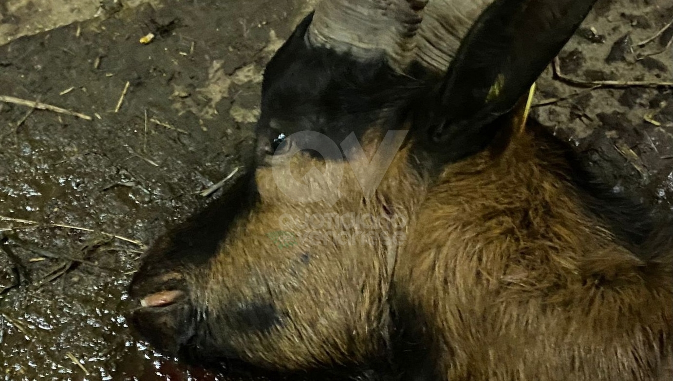 DRUENTO - I lupi uccidono una capra gravida, ferendone un'altra. Gli allevatori: Ora basta - FOTO