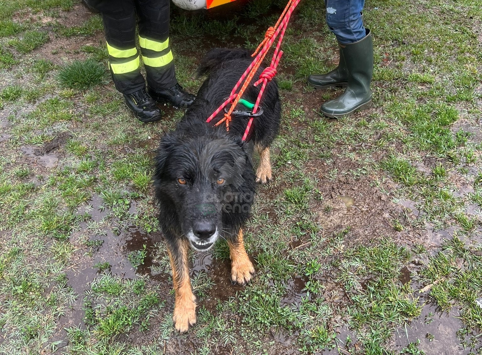 CASELLE - Il cane scappa al padrone e finisce nello Stura: salvato dai vigili del fuoco - FOTO