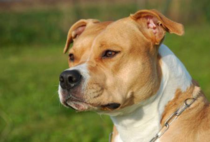 RIVOLI - Bimbo di nove mesi morsicato alla guancia da un Amstaff: ora  al Regina Margherita