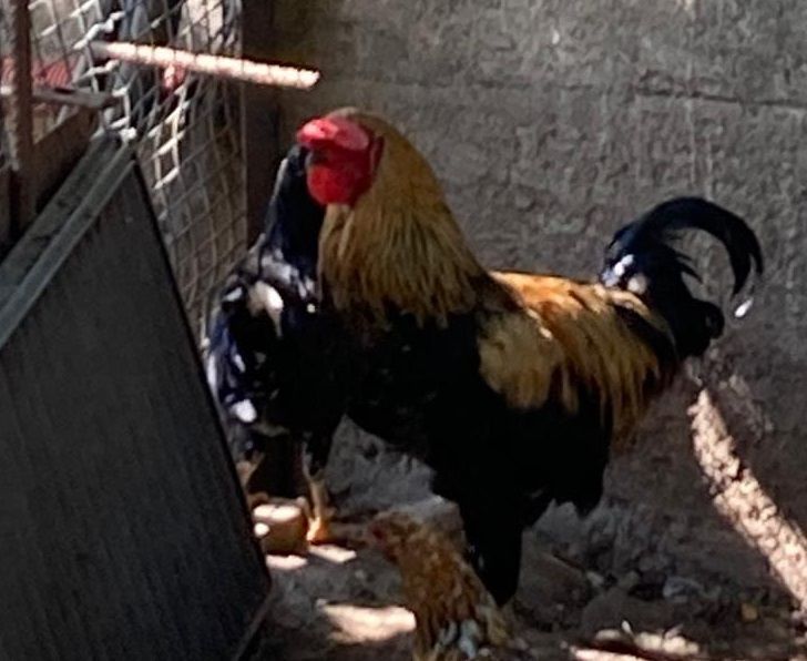CASELLE - Il gallo canta e disturba i vicini, che chiamano i civich: volatile sfrattato