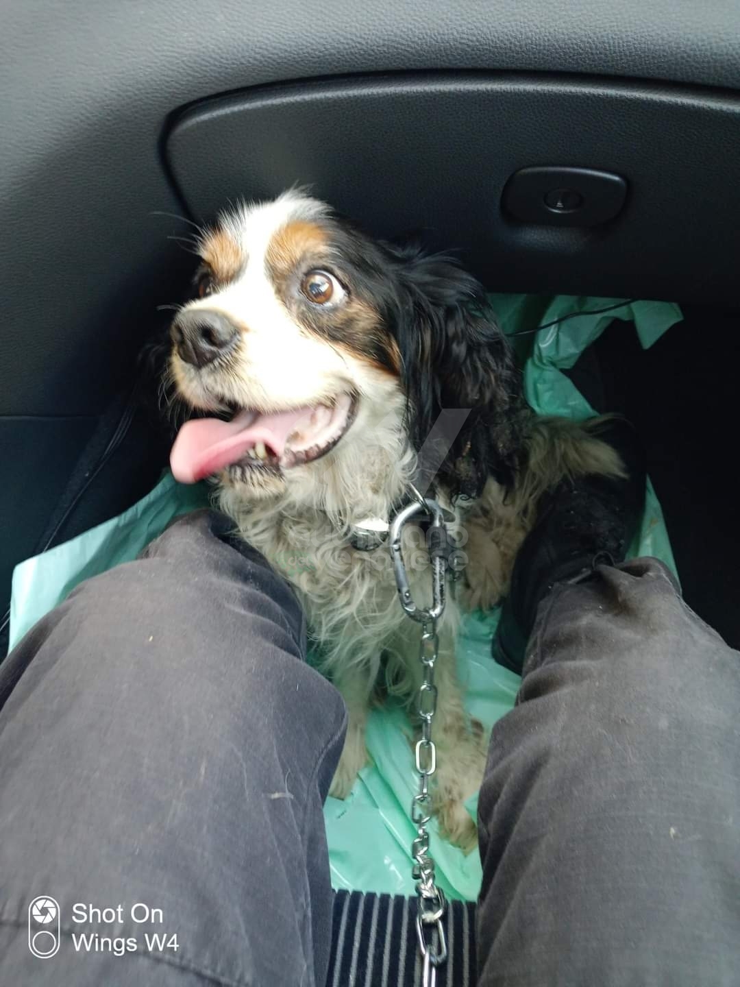 DRUENTO - Le guardie zoofile salvano un cane che viveva tra feci e immondizia - FOTO