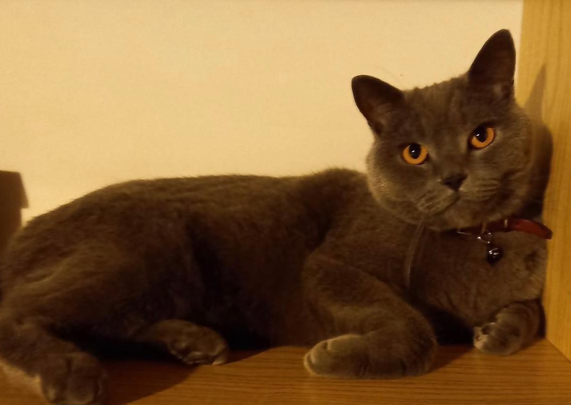 DRUENTO - Si cerca il gatto Pulce, smarrito nella zona di via Torino: l'appello dei proprietari