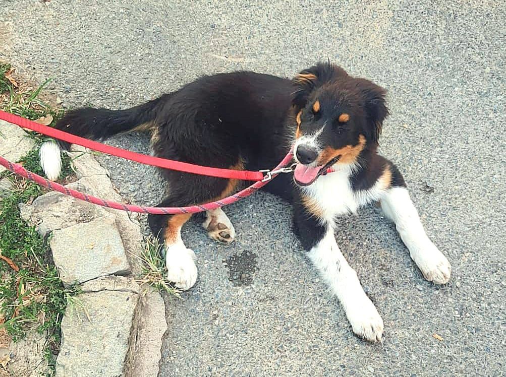 VENARIA - Cane abbandonato in corso Garibaldi: la denuncia in Procura di Assofido-Codacons