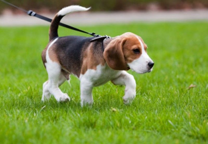 ANIMALI - L'elenco regionale dei Dog sitter: C' tempo fino a febbraio. MODULO PER ISCRIVERSI