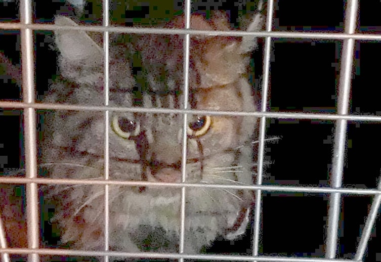 COLLEGNO - Gattino intrappolato nell'intercapedine di una cantina: salvato dai pompieri - FOTO