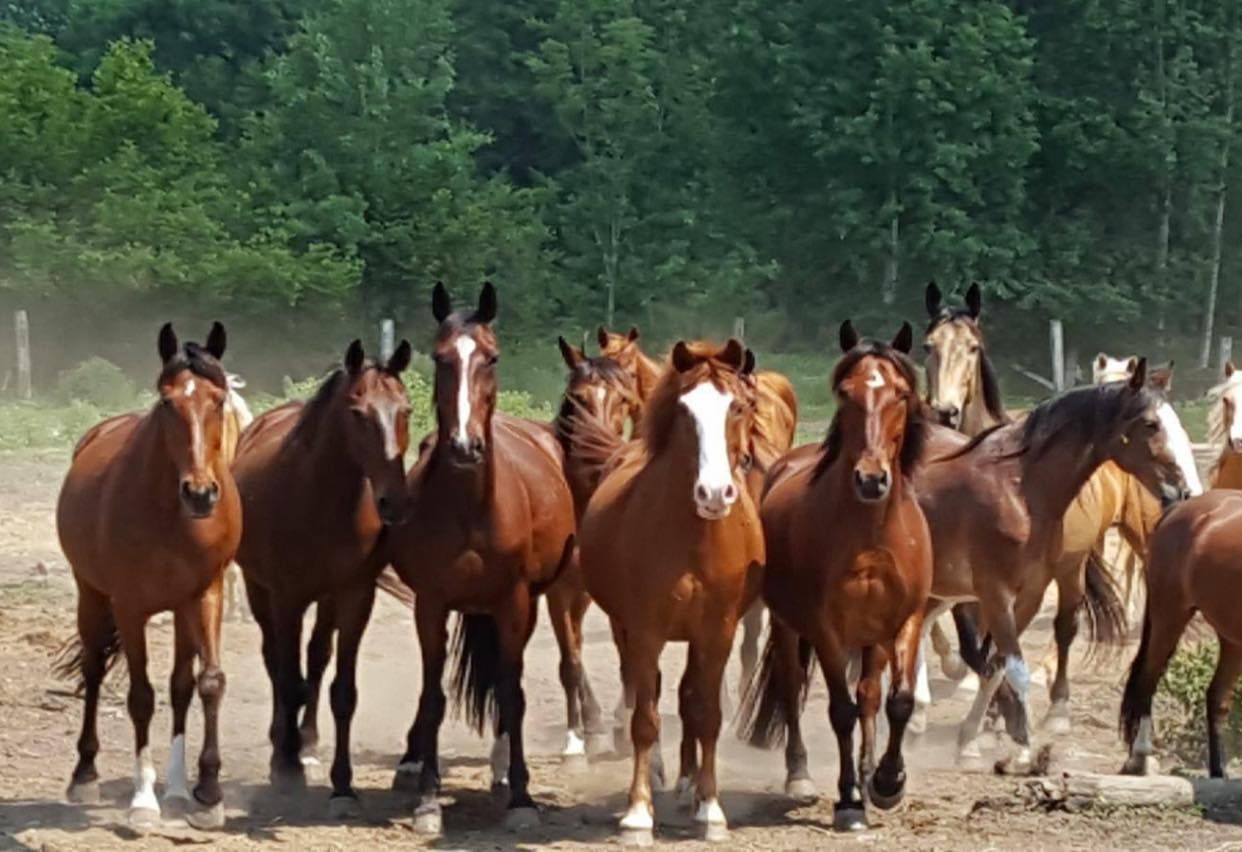 CRONACA - Disavventura per La Terra dei Cavalli, per anni a VENARIA: Rubate le rotoballe