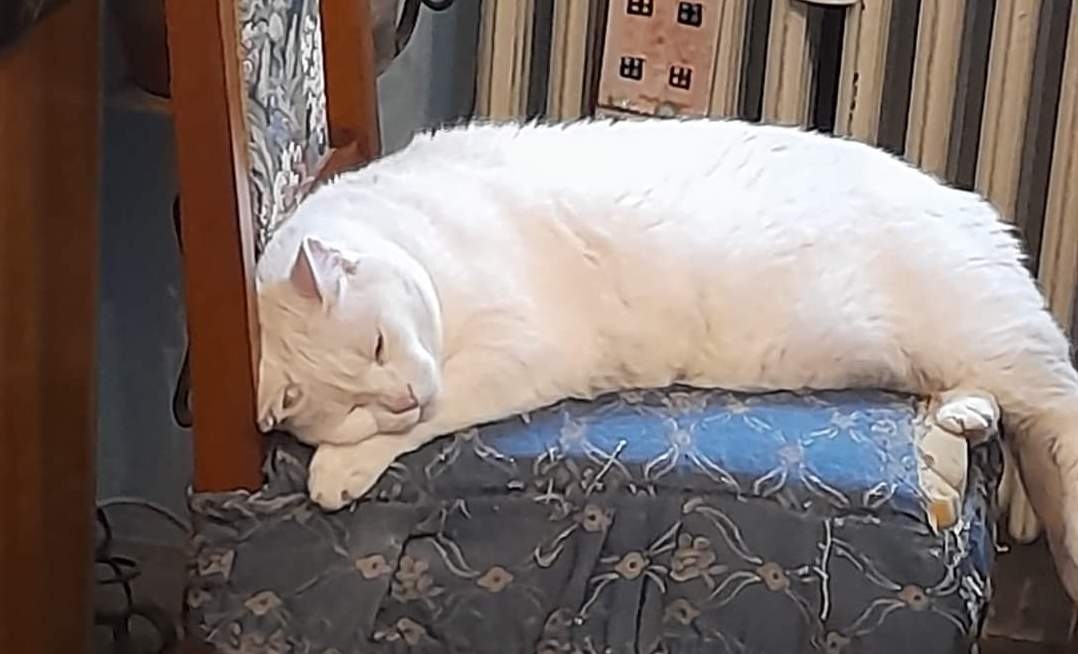 VENARIA - Si cerca Ben, gattone bianco con gli occhi azzurri, scappato dalla zona di via Trento
