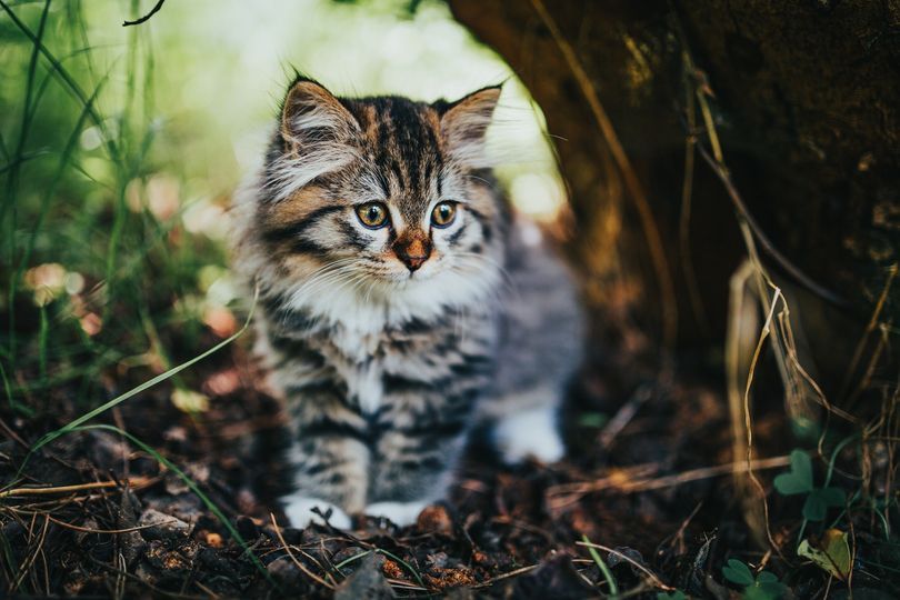 VENARIA - L'appello del Comune: Non dare da mangiare ai gattini appena nati nelle colonie feline della citt