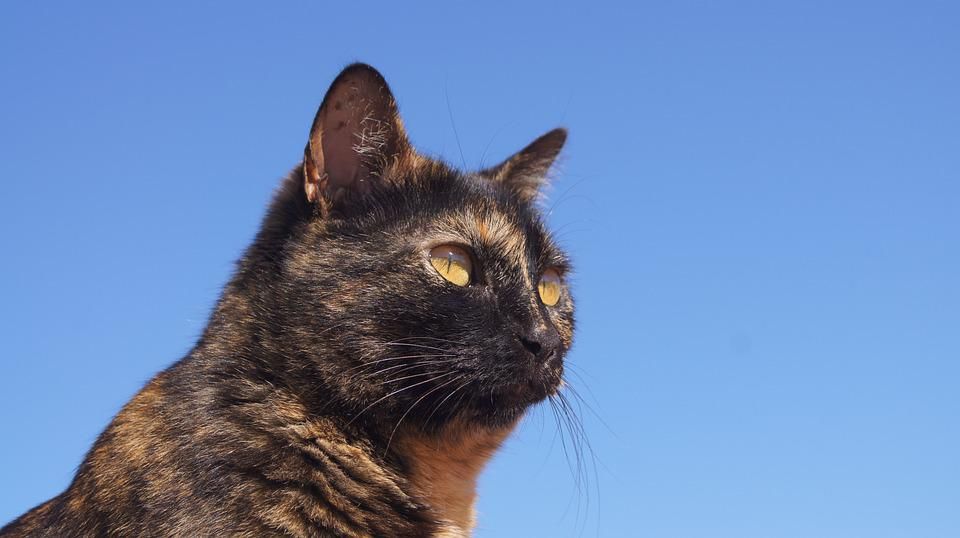 ORRORE A DRUENTO - Colpi di fucile contro un gatto in zona Pagliare: salvo per miracolo