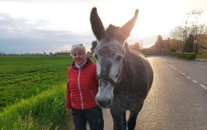 BORGARO - La mula lascia la cascina e scappa: salvata dalla consigliera Virna Gemelli