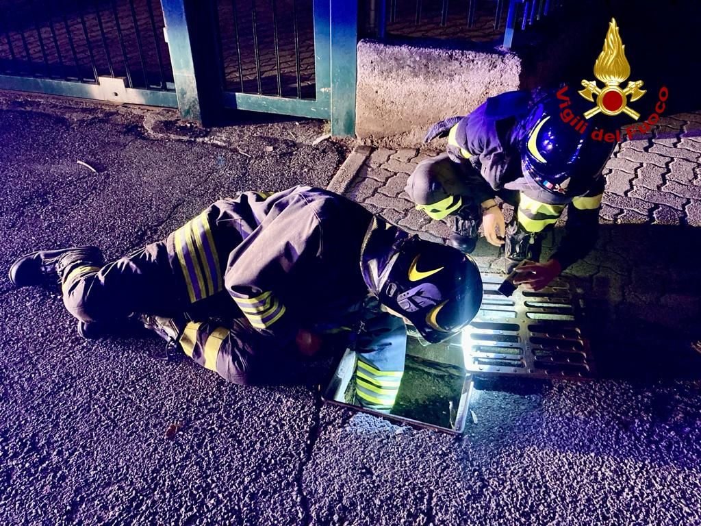 PIANEZZA - Gatto finisce in un tombino in via Musin: salvato dai vigili del fuoco di Alpignano - FOTO